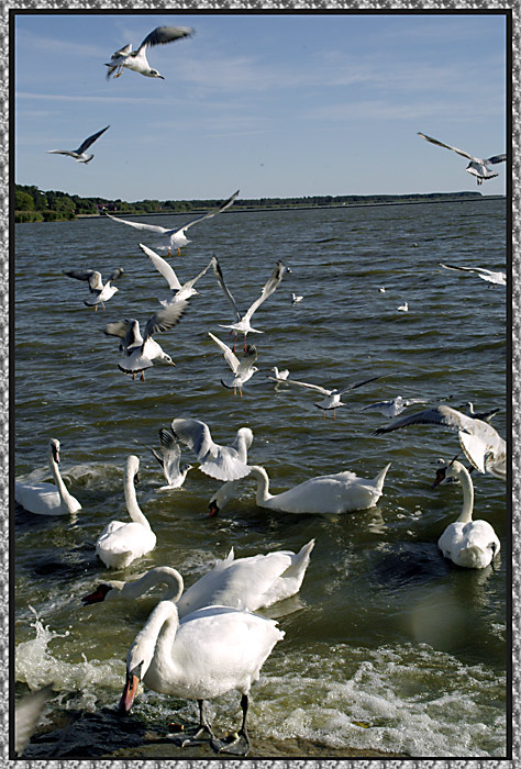 photo "Water birds -3" tags: nature, wild animals