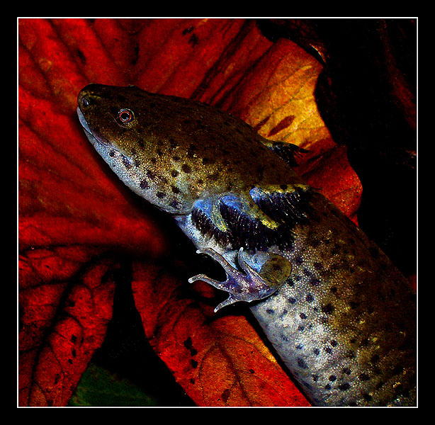 photo "Nice fellow2" tags: macro and close-up, nature, wild animals