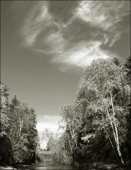 photo "Untitled photo" tags: black&white, landscape, forest