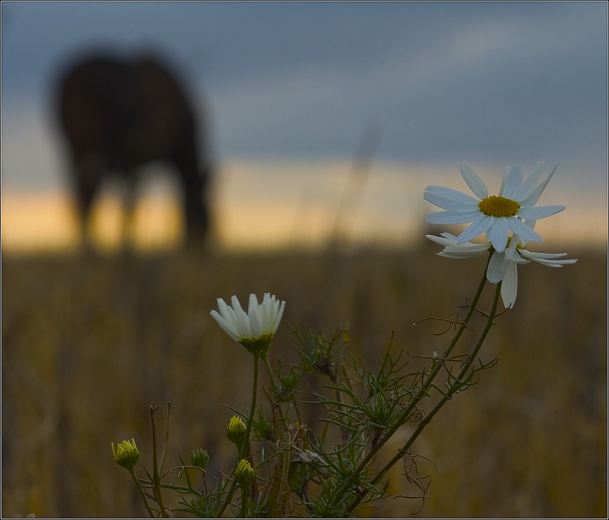 photo "Camomiles" tags: nature, 