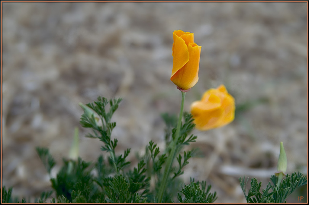 фото "Little California beacons" метки: природа, цветы