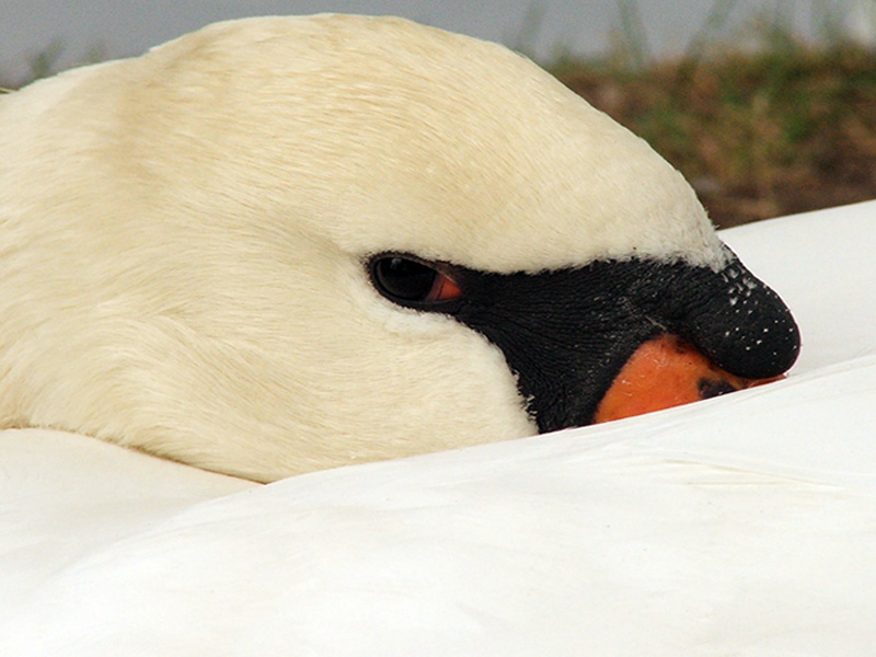photo "Swan 2" tags: nature, macro and close-up, wild animals