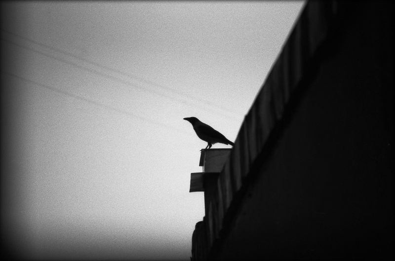 photo "carrion-crow" tags: nature, black&white, 