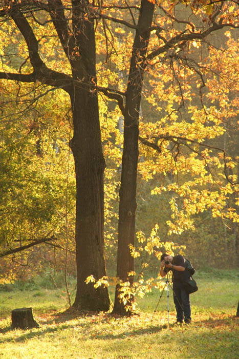 фото "Autumn in Moscow No. 2" метки: природа, пейзаж, лес