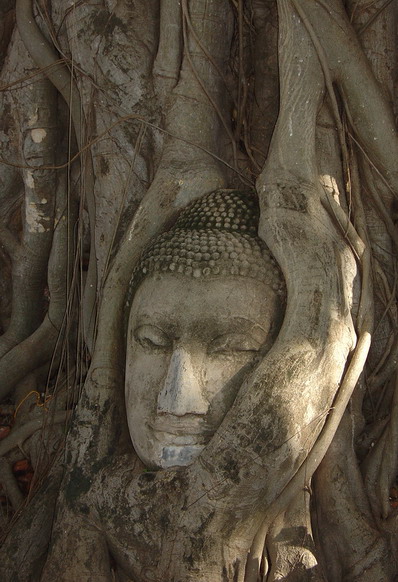 фото "Antique in the tree" метки: путешествия, Азия