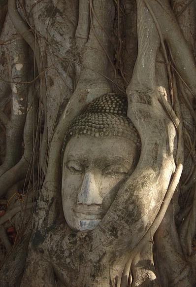 photo "Antique in the tree" tags: travel, Asia