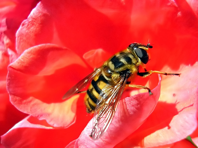 photo "resting..." tags: macro and close-up, nature, insect