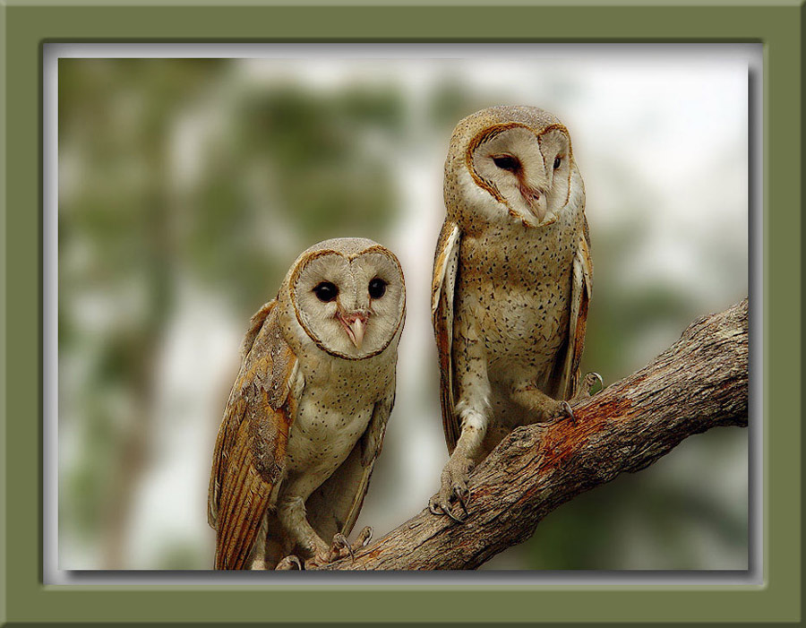 photo "Barn owls" tags: nature, wild animals