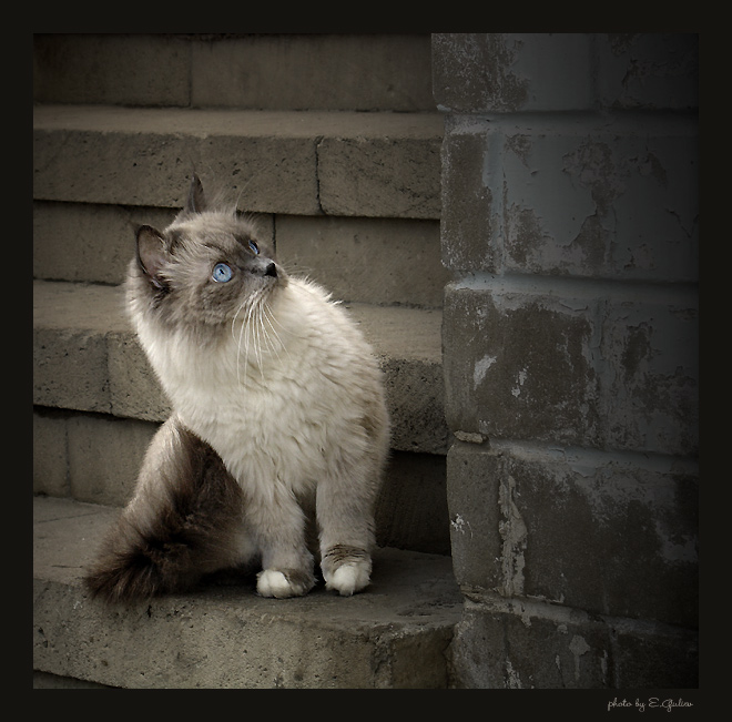 photo "afraid." tags: nature, portrait, pets/farm animals