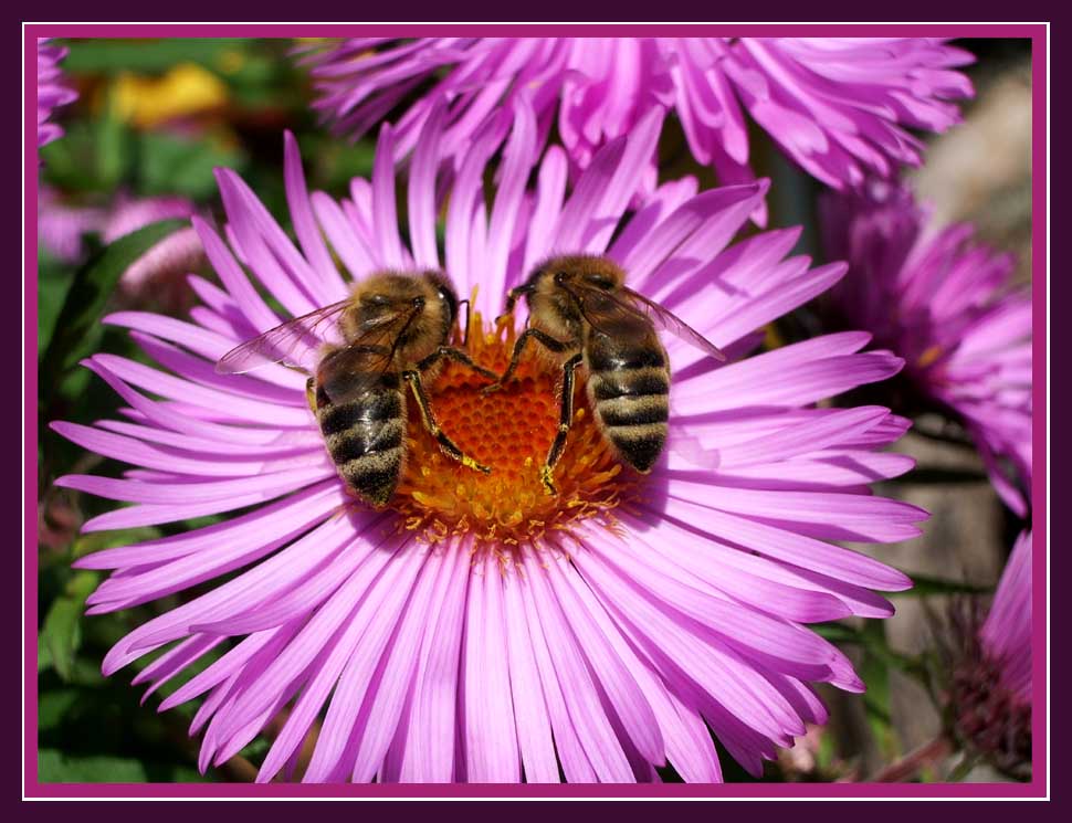 photo "Duet" tags: macro and close-up, nature, insect