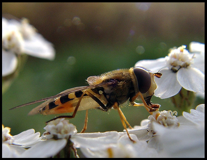 photo "Macro Fun II" tags: macro and close-up, nature, insect
