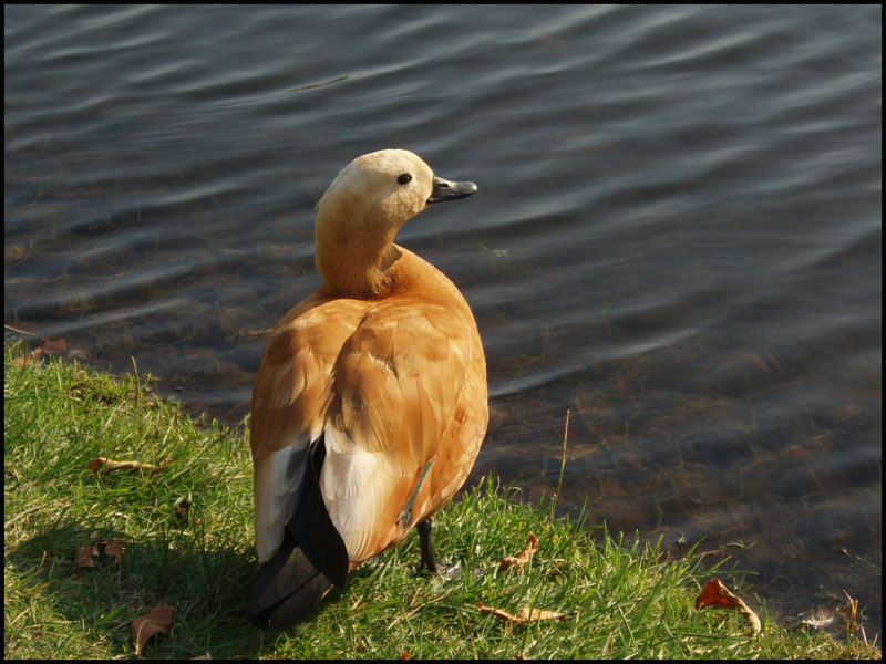 photo "Feathered friend" tags: nature, wild animals