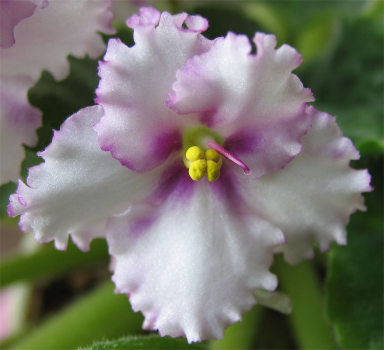 photo "Violet" tags: nature, macro and close-up, flowers