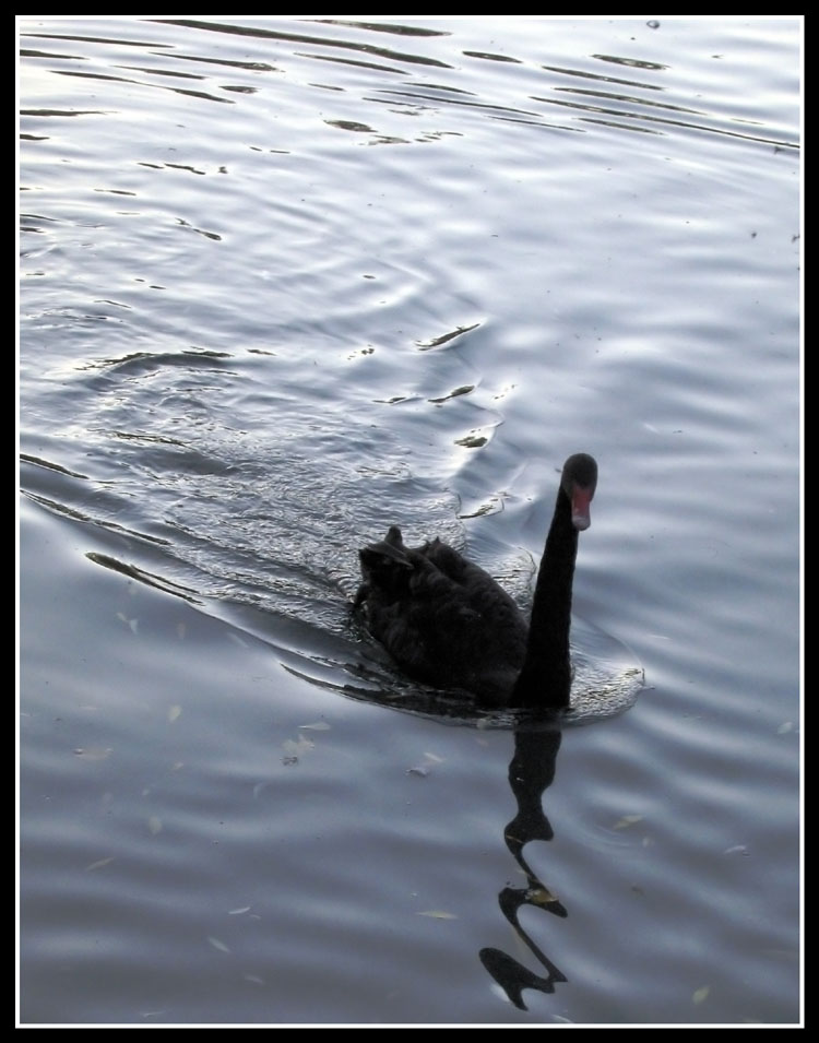photo "Black swan" tags: nature, wild animals