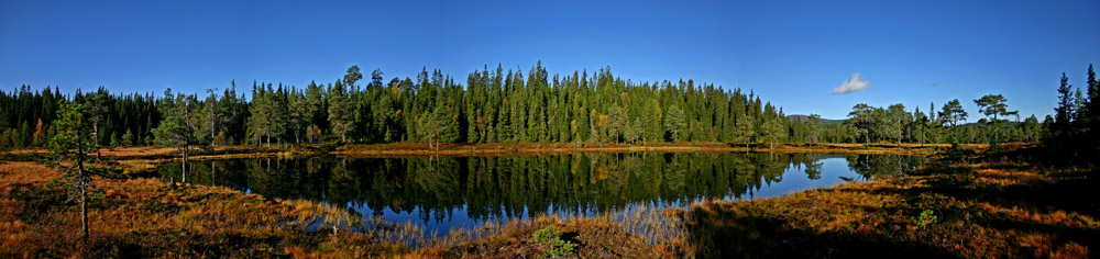 фото "Fall mood in my forest" метки: пейзаж, осень