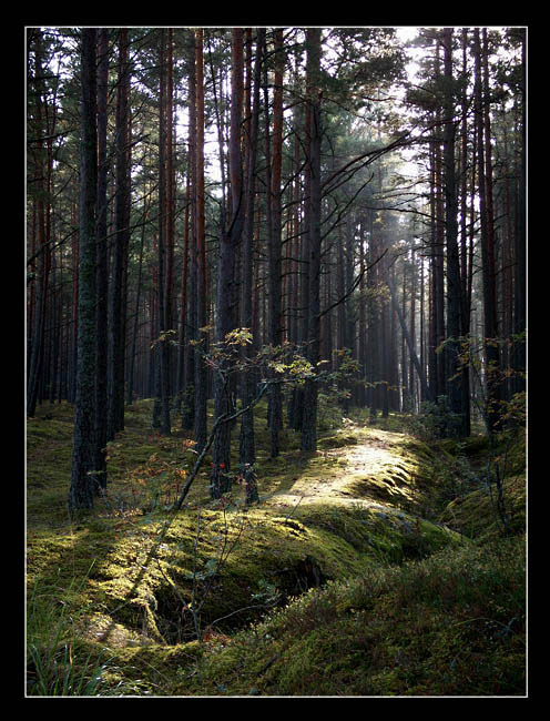 фото "#" метки: пейзаж, лес