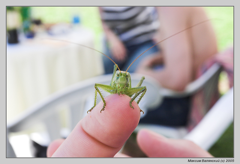 photo "Unexpected guest" tags: macro and close-up, 