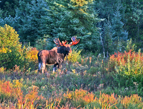 photo "bull moose in golden light" tags: nature, wild animals