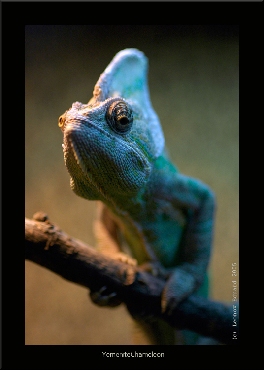 photo "Yemenite Chameleon" tags: nature, wild animals