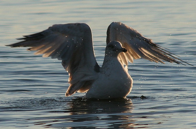 фото "SEaGull again" метки: природа, дикие животные