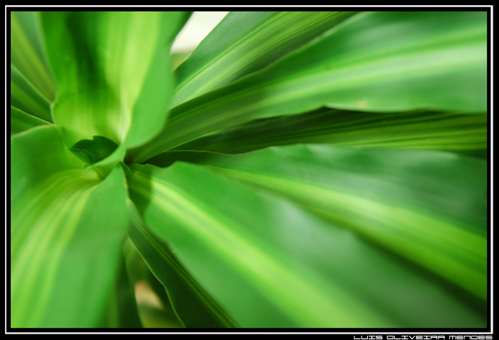 фото "Green Escape" метки: природа, цветы