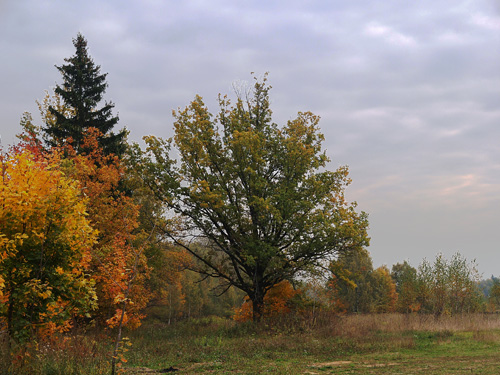 photo "Untitled photo" tags: landscape, autumn, forest