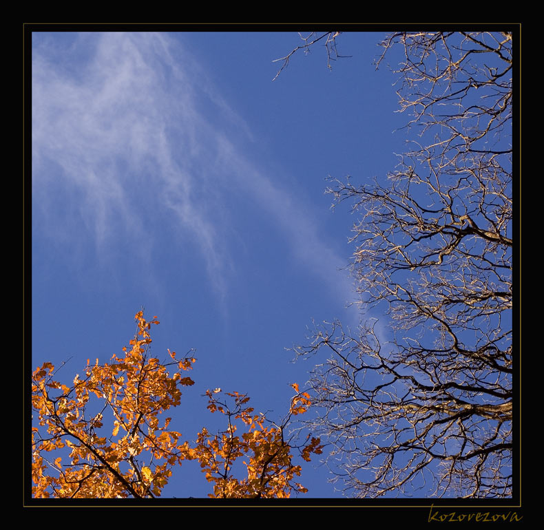 фото "взлететь к небесам" метки: пейзаж, лес, осень