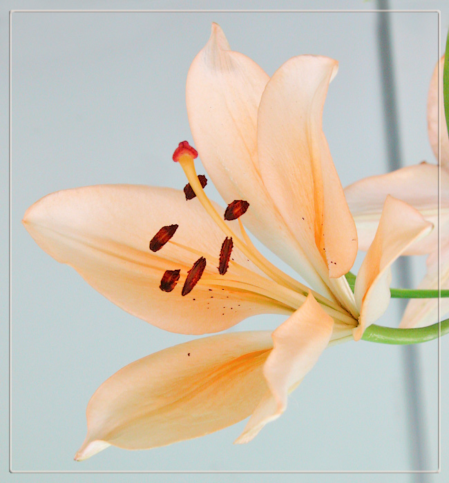 фото "Лилия на светло-сером" метки: макро и крупный план, природа, цветы