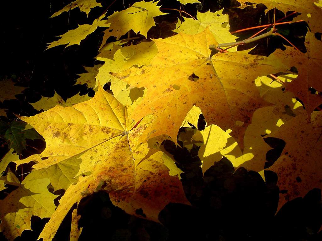 фото "Луч света" метки: пейзаж, природа, осень, цветы