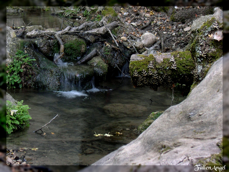 photo "attention! buterflyes!" tags: landscape, forest, water