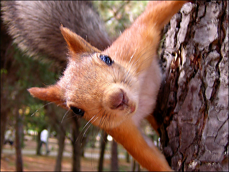 photo "Squirrel" tags: nature, portrait, wild animals