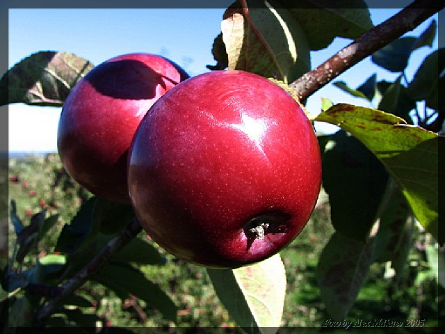 photo "Just a aple" tags: still life, 