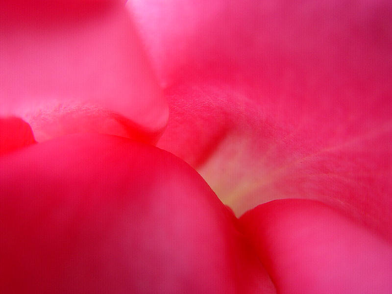 photo "Pink Passion" tags: nature, macro and close-up, flowers