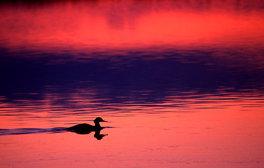 photo "Night swimming" tags: nature, landscape, water, wild animals