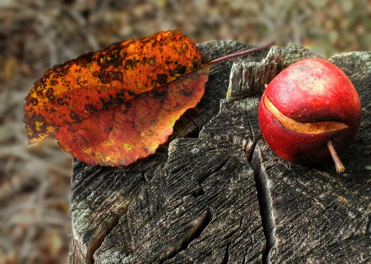photo "Untitled photo" tags: still life, 