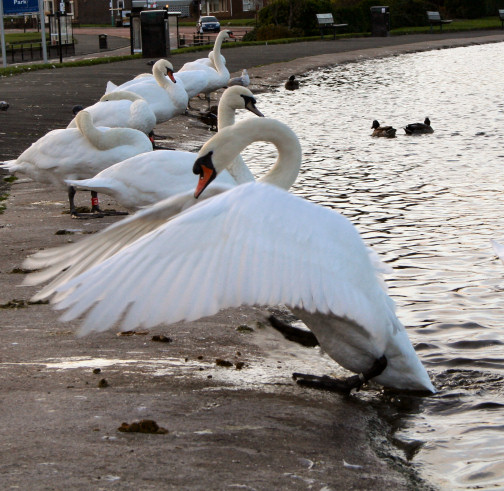 photo "Prima Dancer in Swan Lake" tags: nature, travel, Europe, wild animals