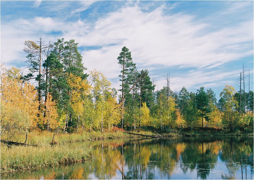 photo "Multicolor" tags: landscape, autumn, forest