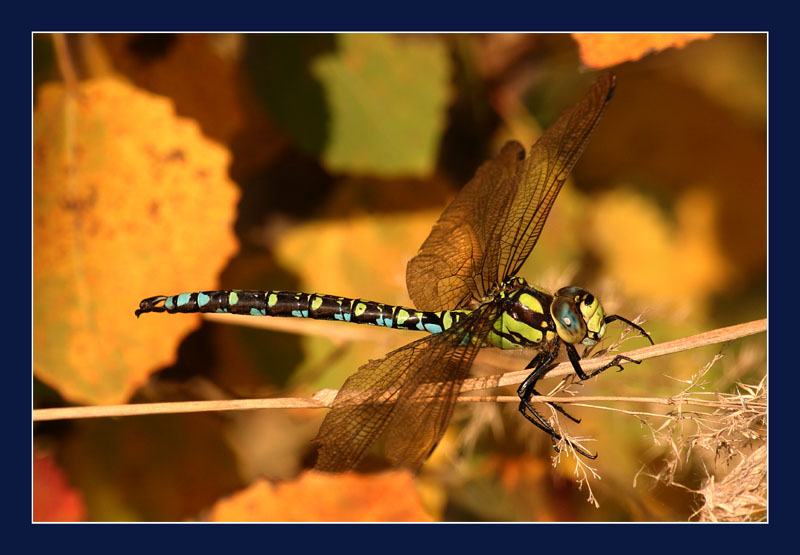 photo "***" tags: macro and close-up, landscape, autumn