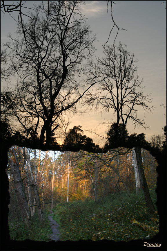 photo "Forest portal" tags: landscape, sunset