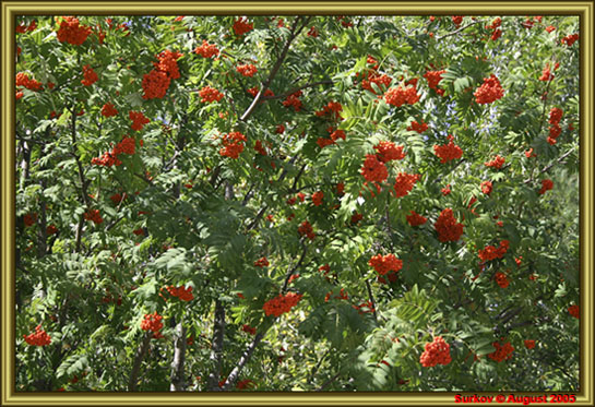 photo "Mountain ash" tags: nature, flowers