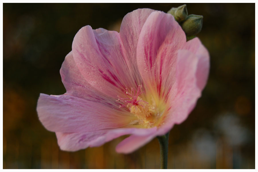 photo "flower" tags: nature, flowers