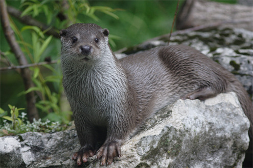 photo "OTTER (Lutra lutra) #3" tags: nature, wild animals