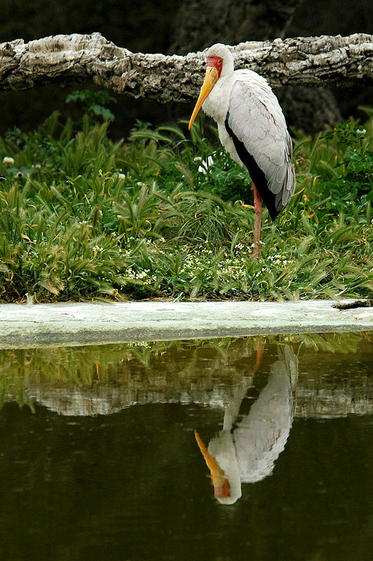 photo "Bird Reflection" tags: nature, wild animals