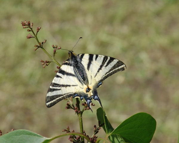 photo "butterfly" tags: misc., 