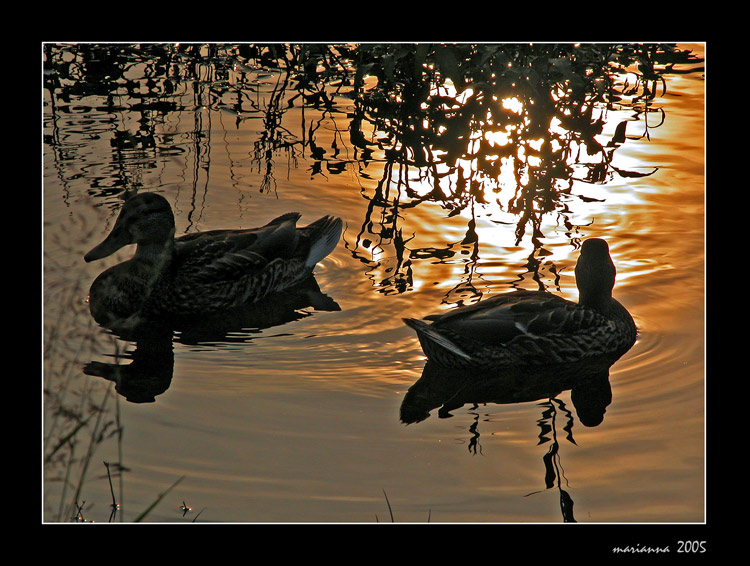 photo "Ducks" tags: misc., nature, 