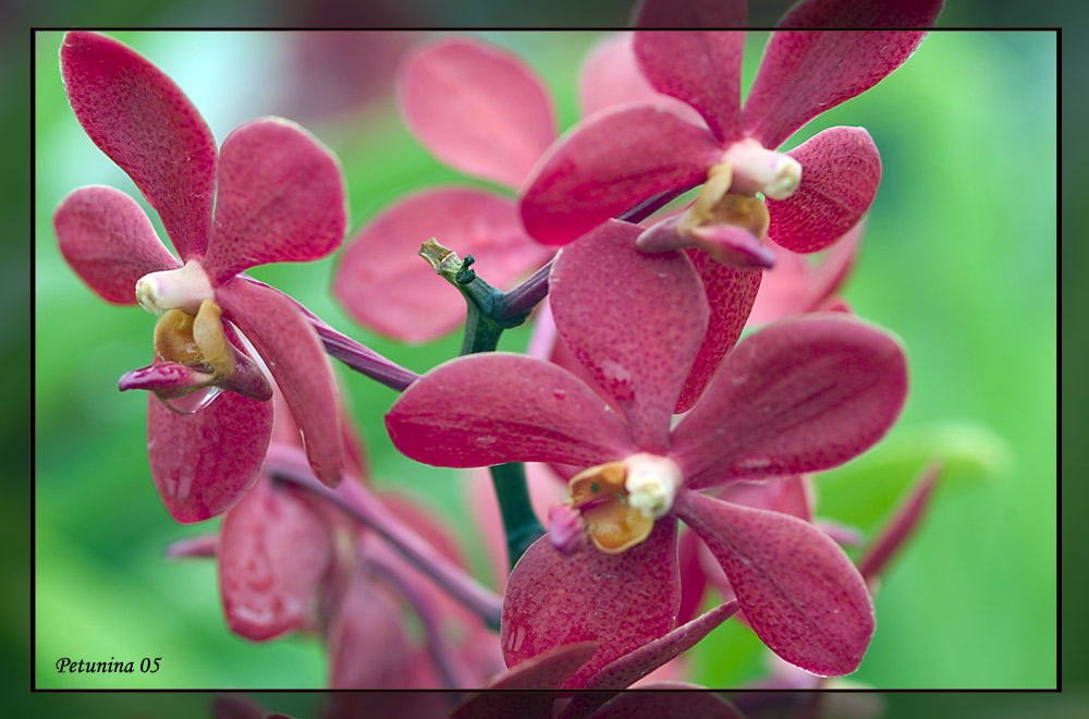 photo "True Colors" tags: macro and close-up, 