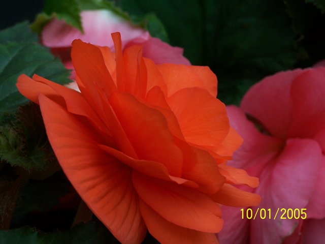 фото "flower" метки: абстракция, 
