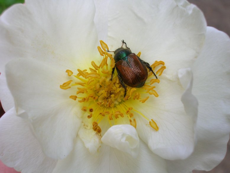 фото "Июньский жук." метки: макро и крупный план, природа, насекомое