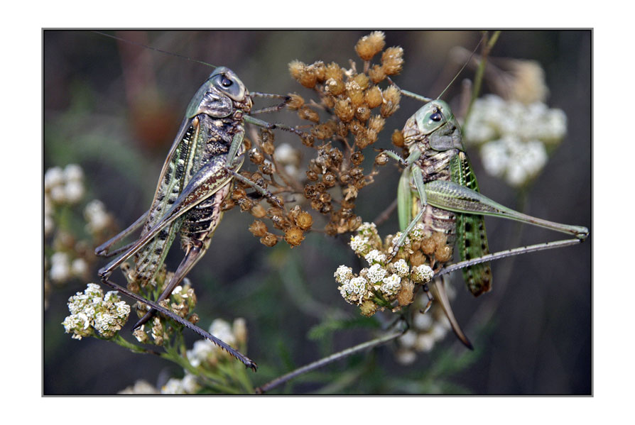 photo "***" tags: nature, insect