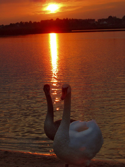 photo "Red decline" tags: nature, landscape, sunset, wild animals